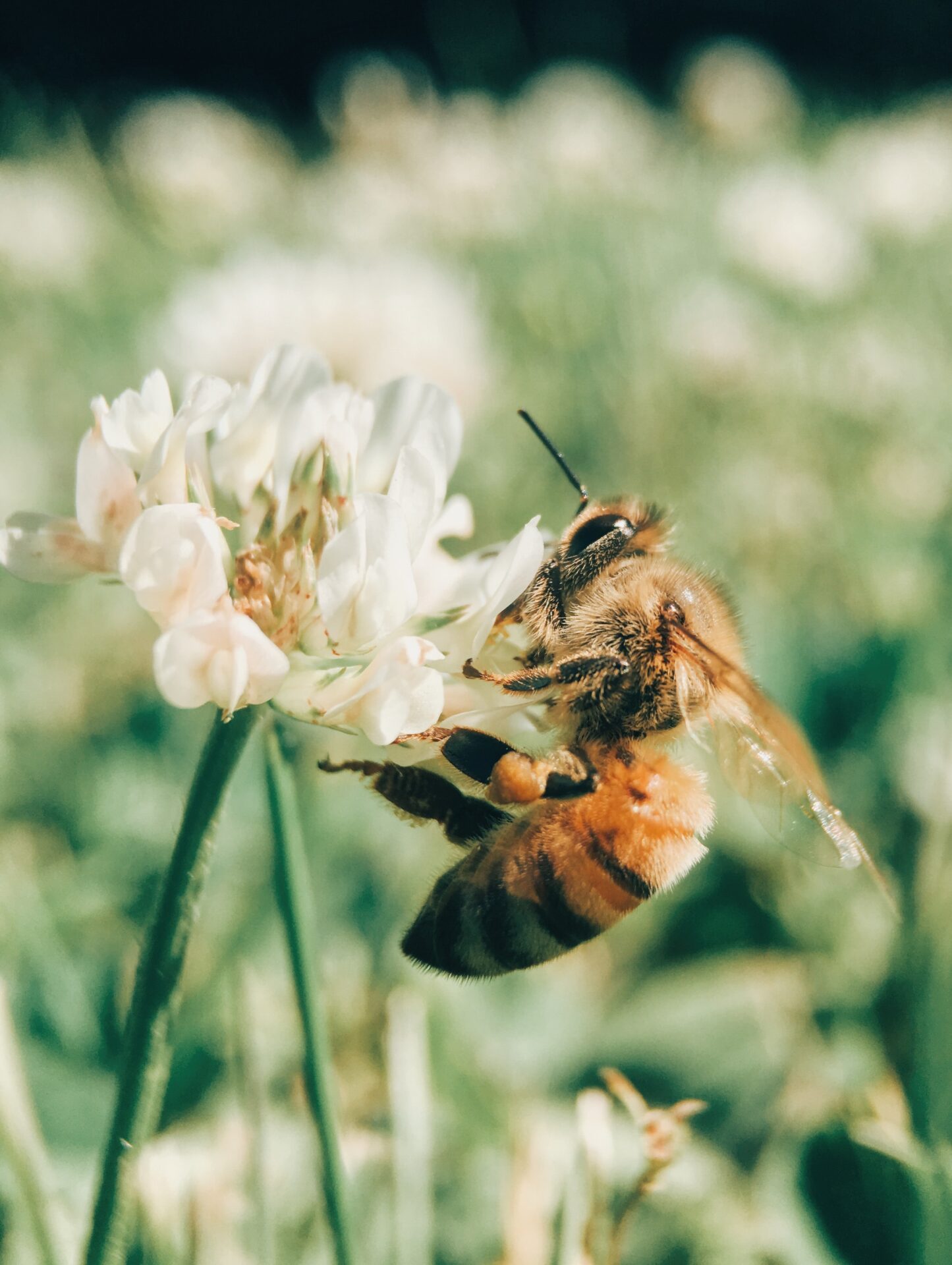 Bumble Bee Protection