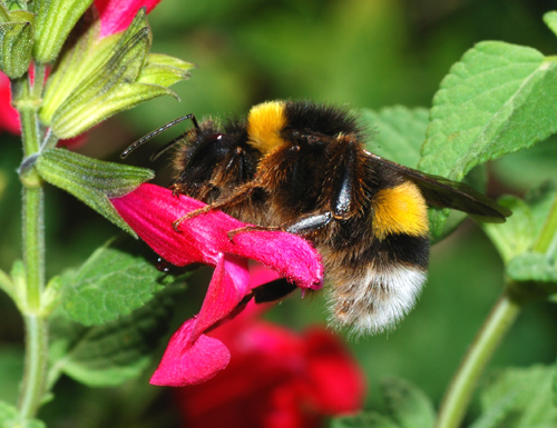 Bumble Bees - Bombus impatiens, Bombus perplexus, Bombus vagans