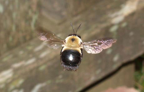 Carpenter Bees - Xylocopa virginica