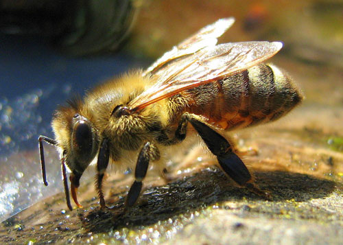 Honey Bees - Apis mellifera