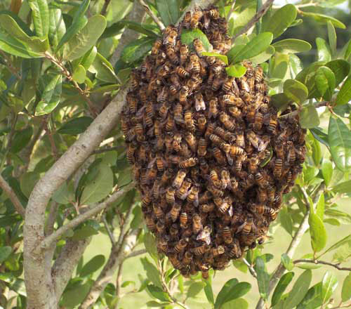 Honey Bees - Apis mellifera