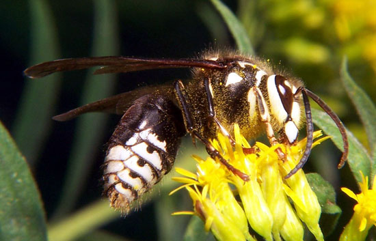Hornets (bald/white-faced) - Vespula maculata