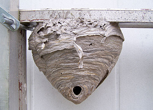 Hornets Nest (bald/white-faced) - Vespula maculata