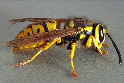 Yellow Jackets - Vespula maculifrons, Vespula germanica, Vespula vulgaris