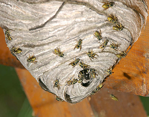 Yellow Jackets - Vespula maculifrons, Vespula germanica, Vespula vulgaris