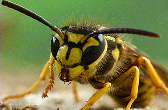 Yellow Jackets / Ground Bees - Vespula maculifrons, Vespula vulgaris