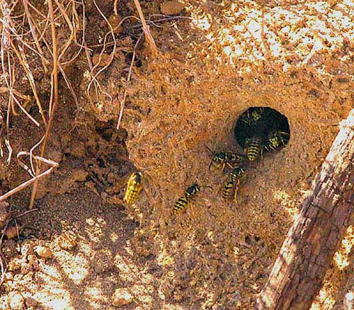 Yellow Jackets / Ground Bees - Vespula maculifrons, Vespula vulgaris