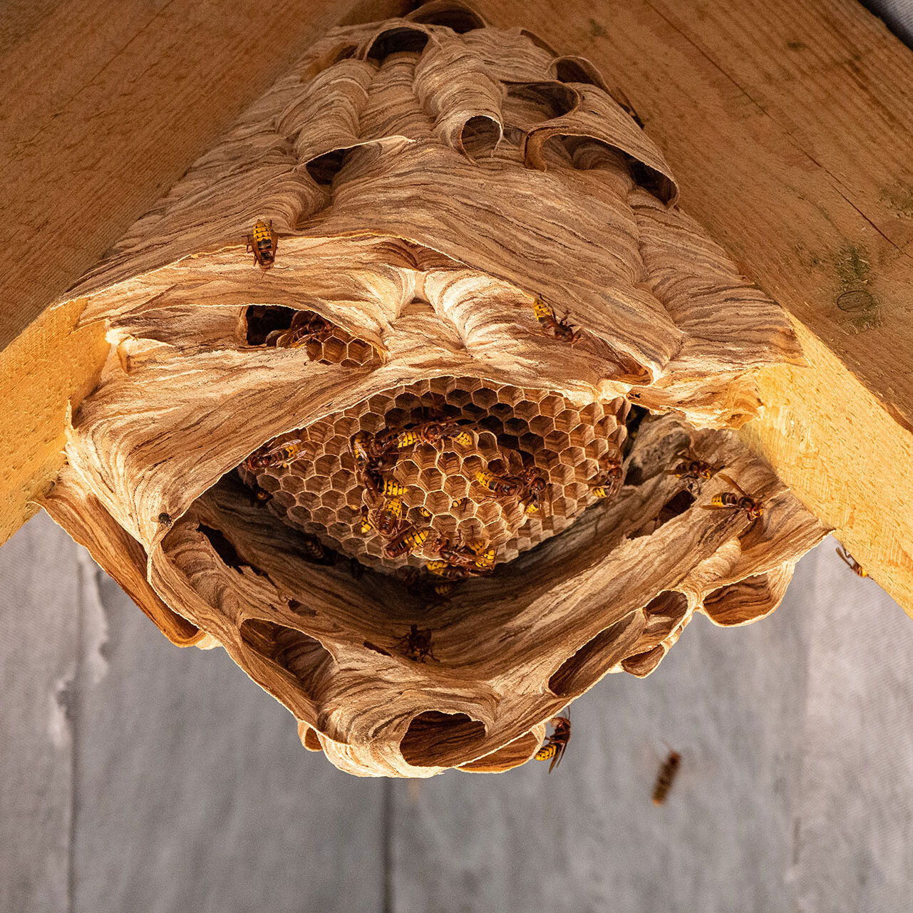 bee nest