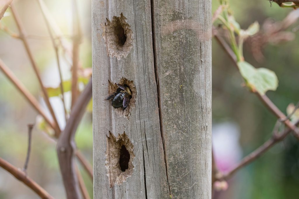 Carpenter bee enters it's nest in a wood post