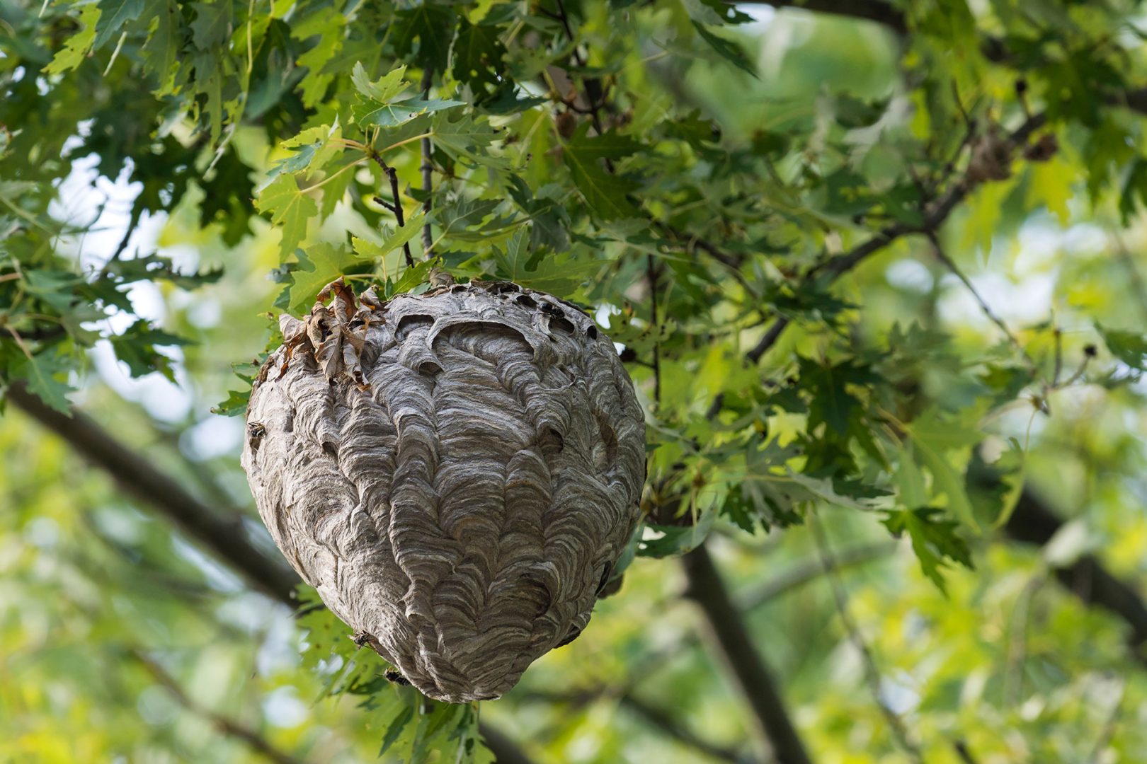 How to Identify & Get Rid of Hornets - The Bee Hunter