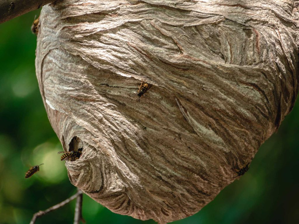hornets-bees-and-wasps-know-the-differences-for-safe-removal