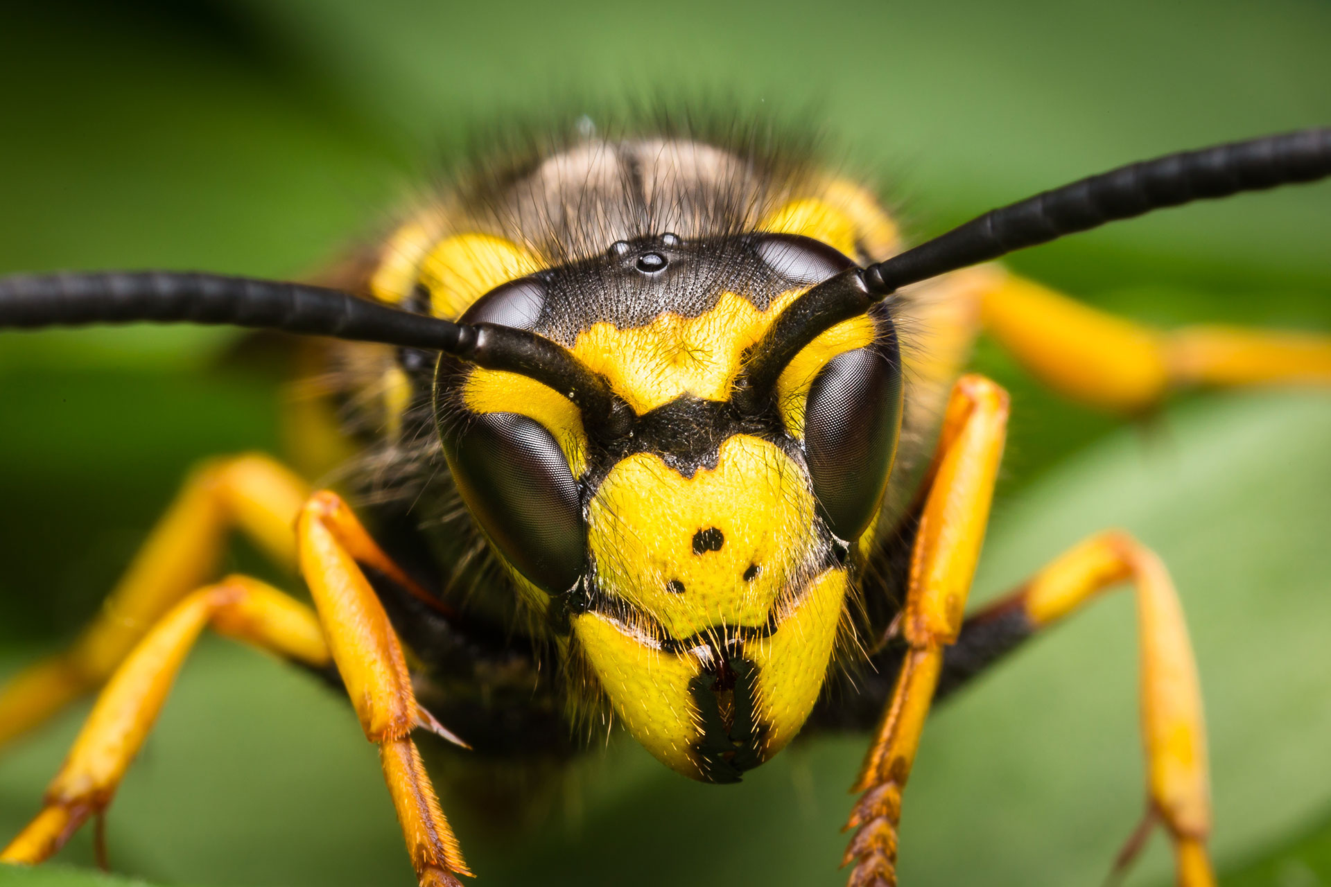 The Environmental Impact of Bee & Wasp Control: Balancing Nature and Safety with The Bee Hunter