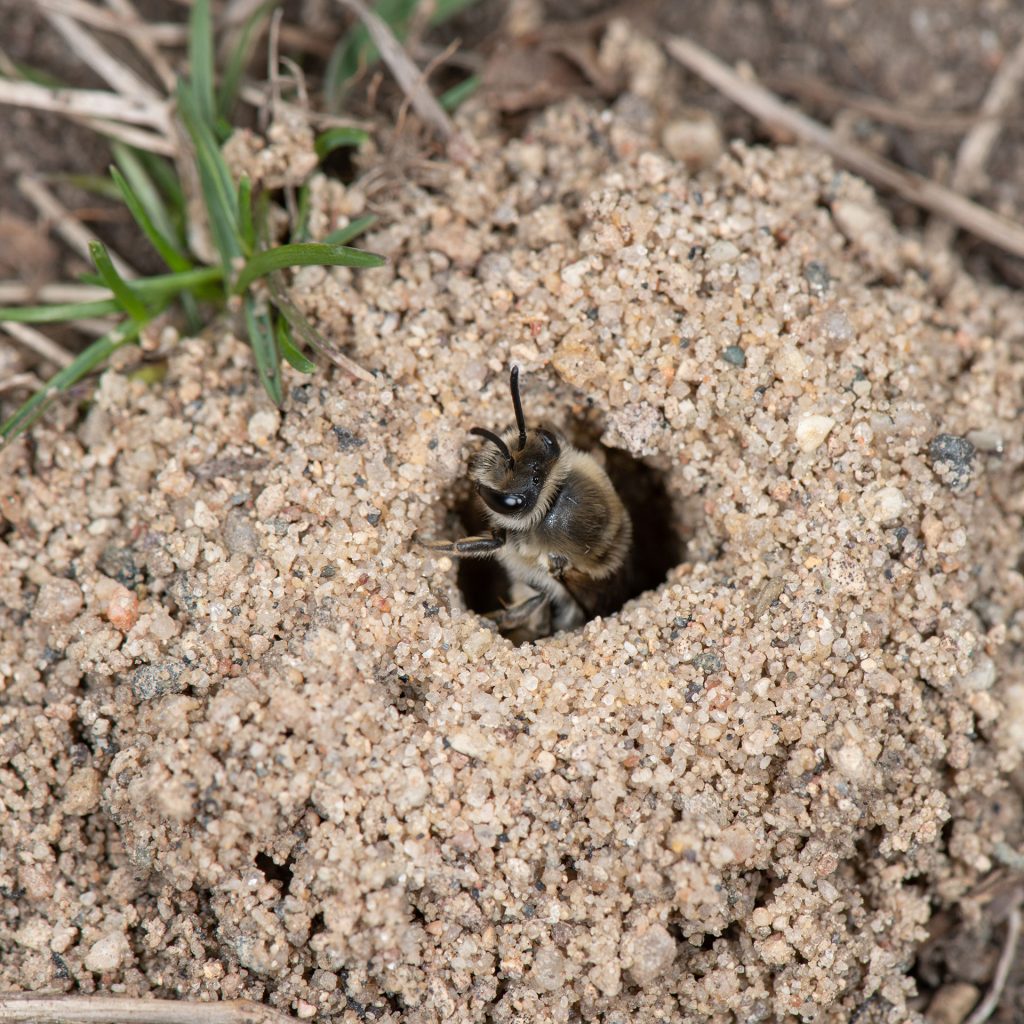 Nesting Habits of Ground-Nesting Bees: What You Need to Know
