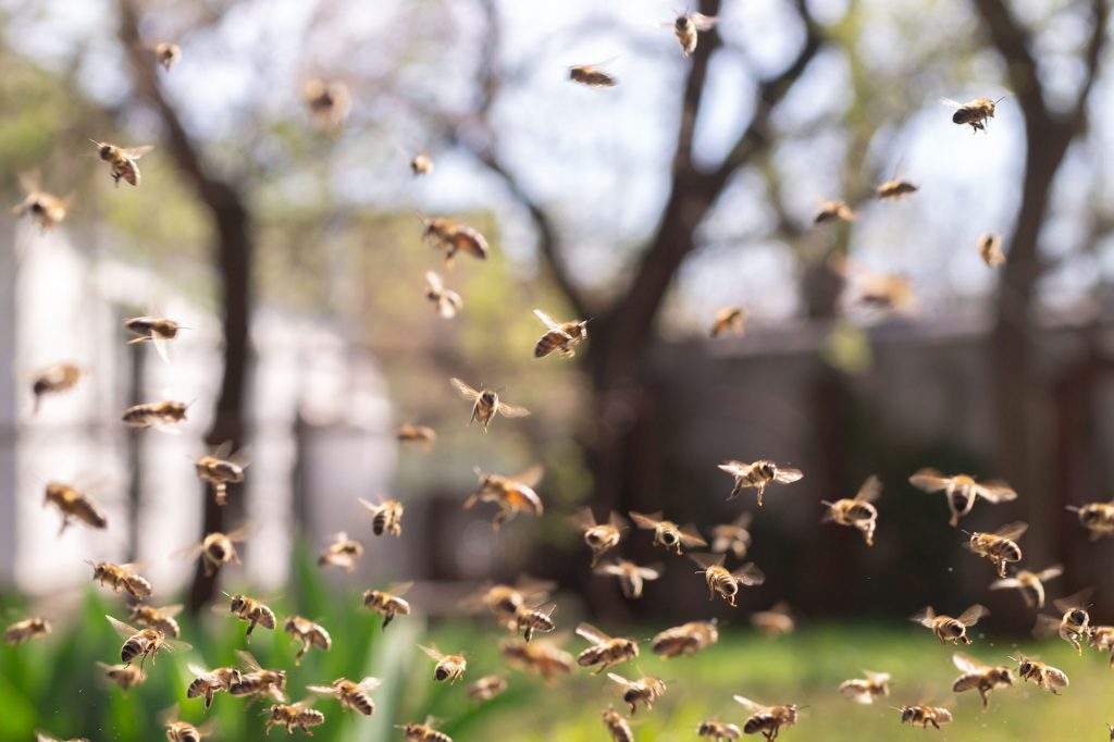 Preventative Measures: How to Keep Bees and Wasps Away from Your Property