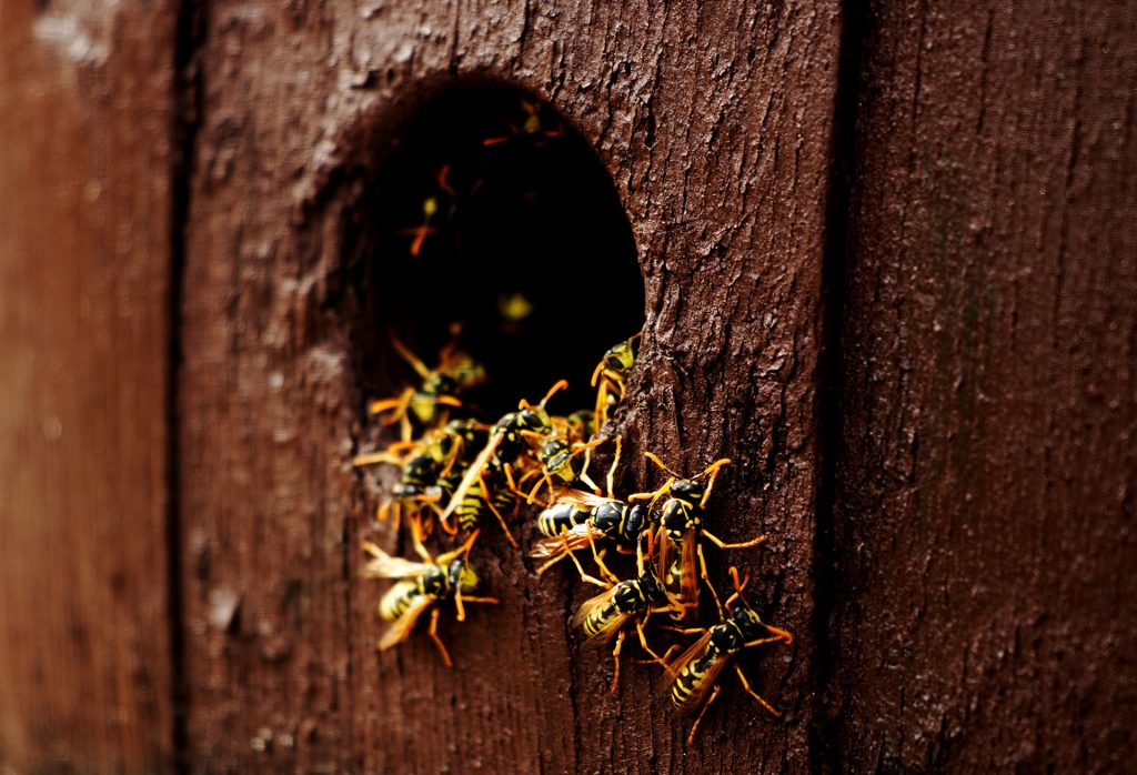 Identifying Invasive or Aggressive Bee Species