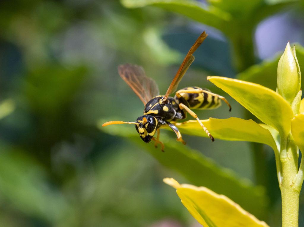 Prevention Strategies to Keep Bees Away