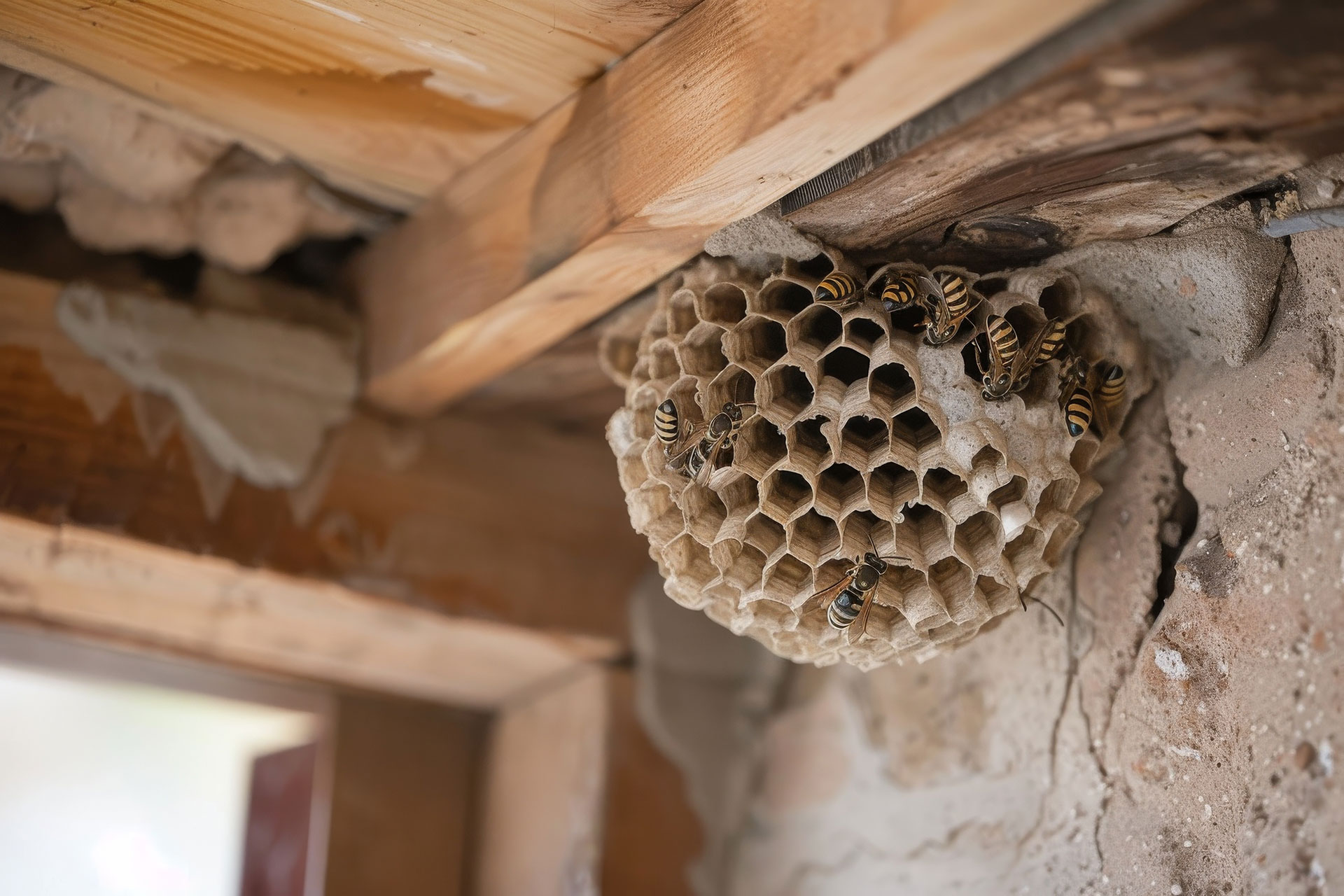 How to Prevent Bee and Wasp Infestations During Fall