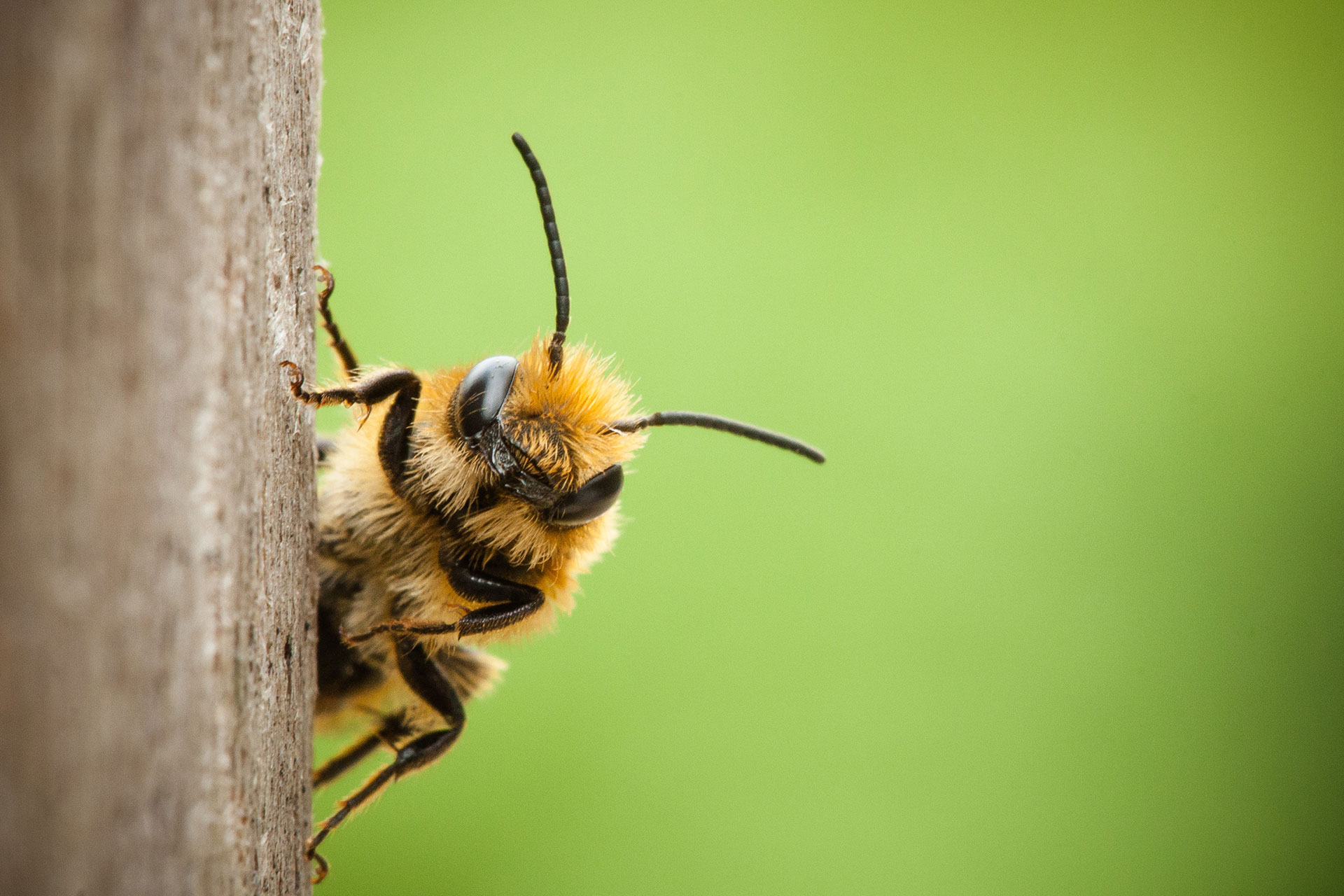 Understanding Which Bees to Protect and Which to Avoid