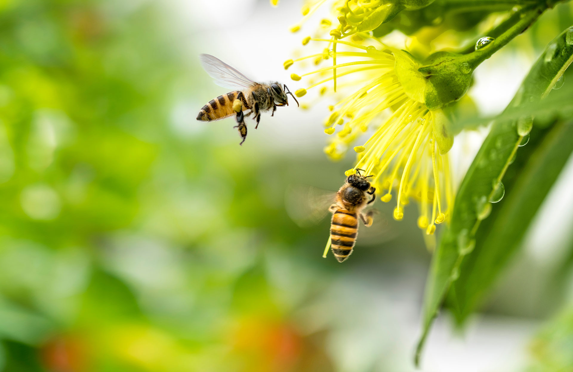 Flying honey bee collecting pollen at yellow flower. Bee flying over the yellow flower