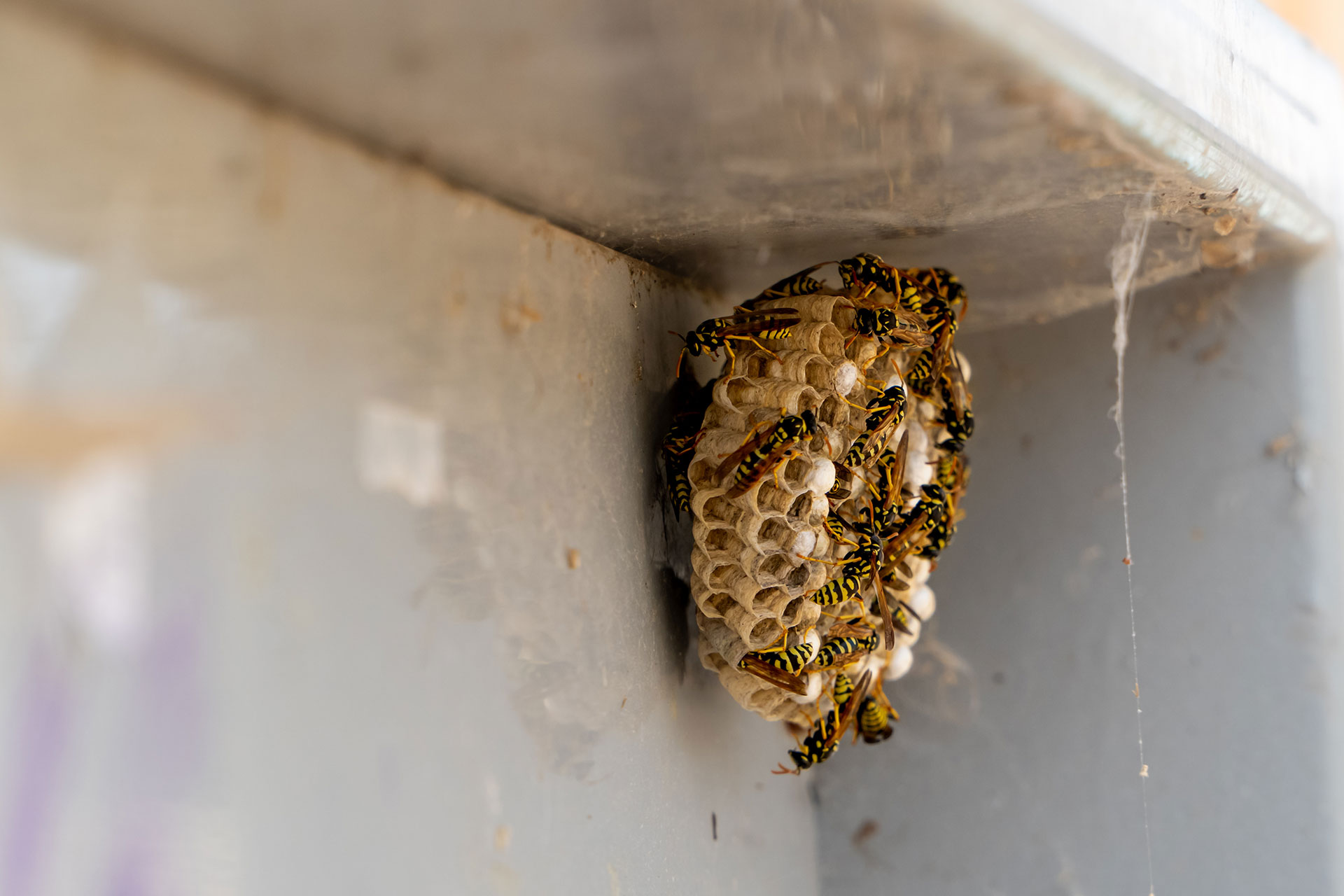 Why Homeowners Trust The Bee Hunter
