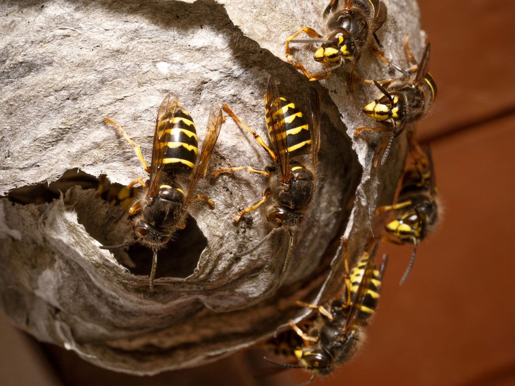 Bee & Wasp Removal in Natick, MA