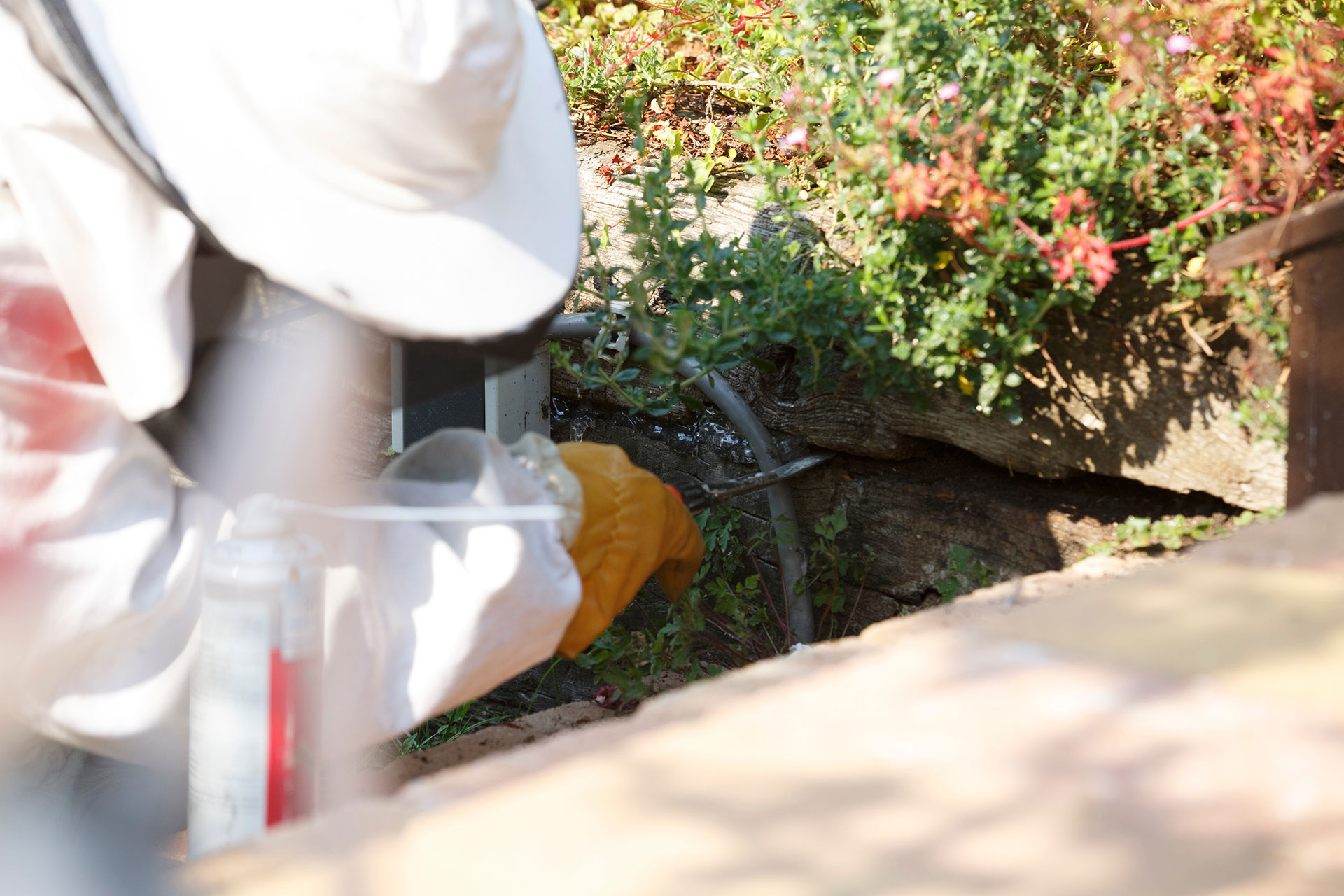 wasp removal near me