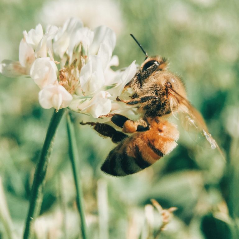 Bee Removal vs Bee Extermination: Why Ethical Removal Matters - The Bee ...