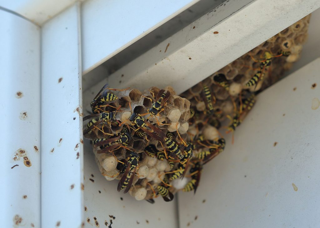 Top 10 Places Wasps Build Nests Around Massachusetts Homes