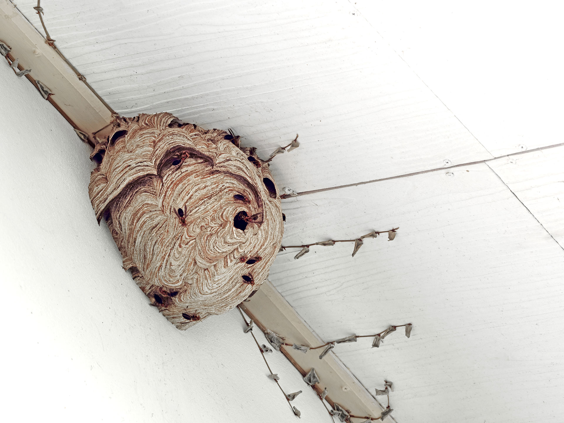 The Safest Time to Treat a Wasp or Hornet Problem in Massachusetts