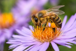 Bee