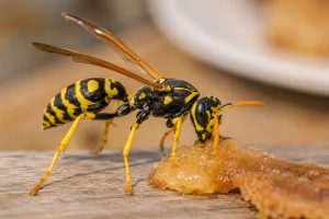 wasp example
